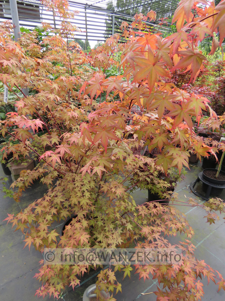 Acer palmatum De shohjoh 1,5m.JPG